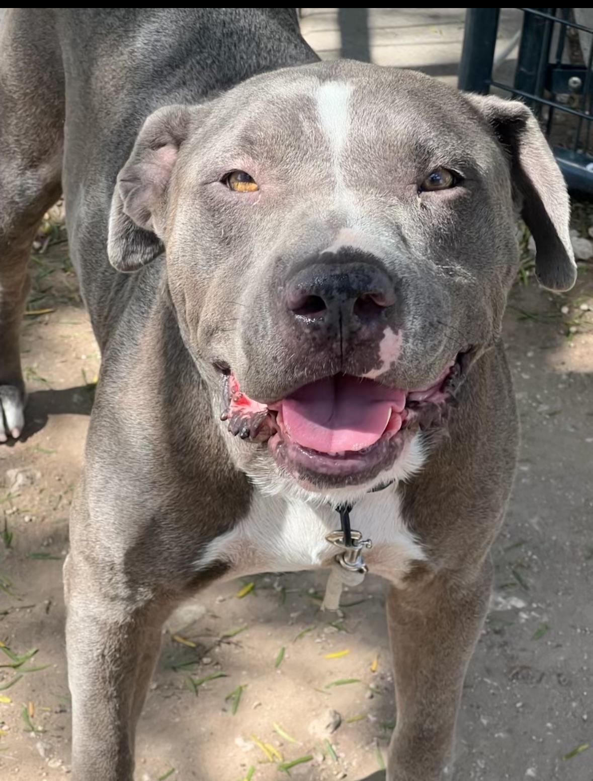 Enlarge Tank, a Adoptable mixed breed in Hershey, PA image 2/6