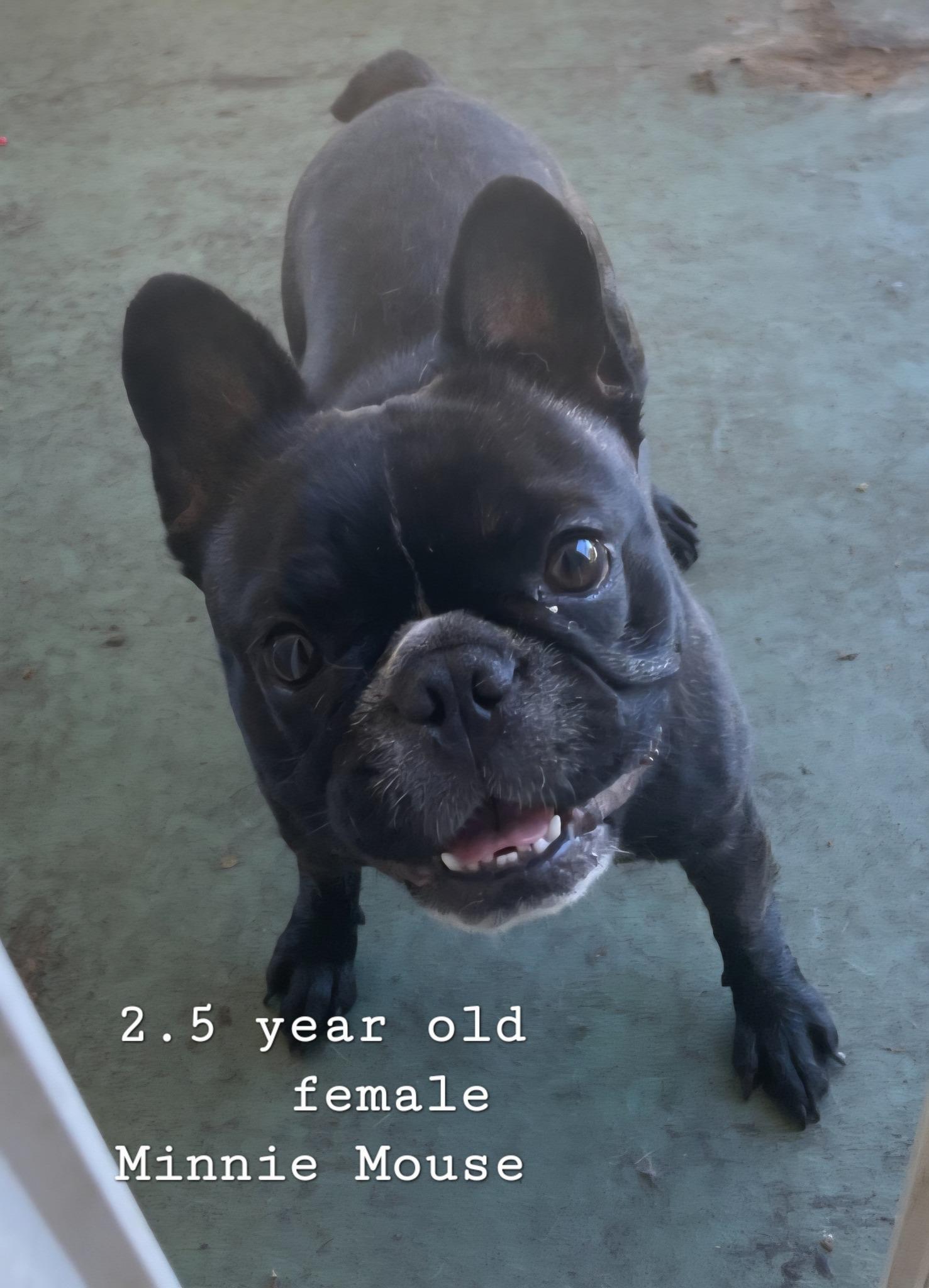 Minnie Mouse, Adoptable, Adult Female French Bulldog.
