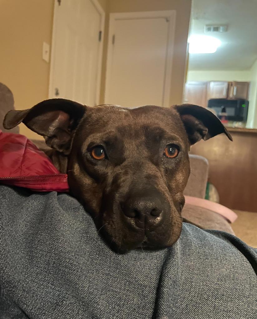 Enlarge Penny, a Adoptable mixed breed in Danielsville, GA image 1/6