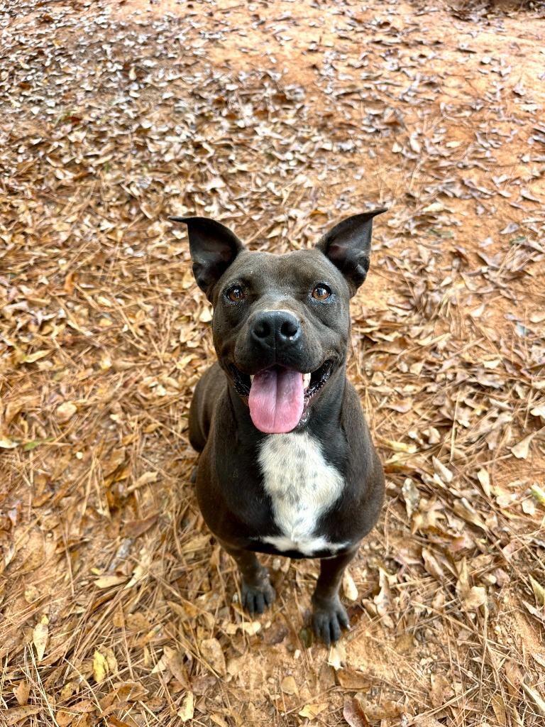 Enlarge Penny, a Adoptable mixed breed in Danielsville, GA image 2/6