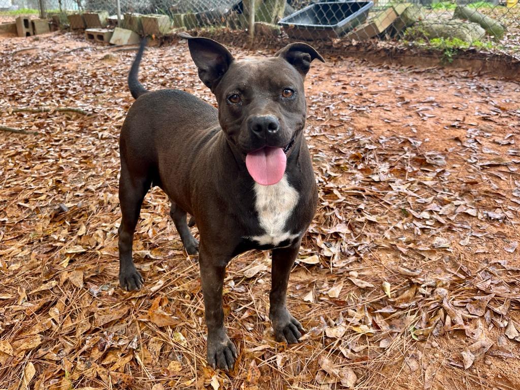Enlarge Penny, a Adoptable mixed breed in Danielsville, GA image 3/6