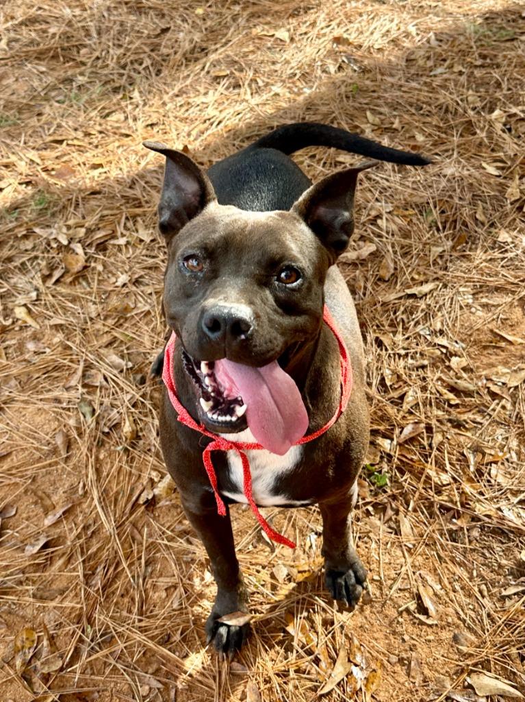 Enlarge Penny, a Adoptable mixed breed in Danielsville, GA image 4/6