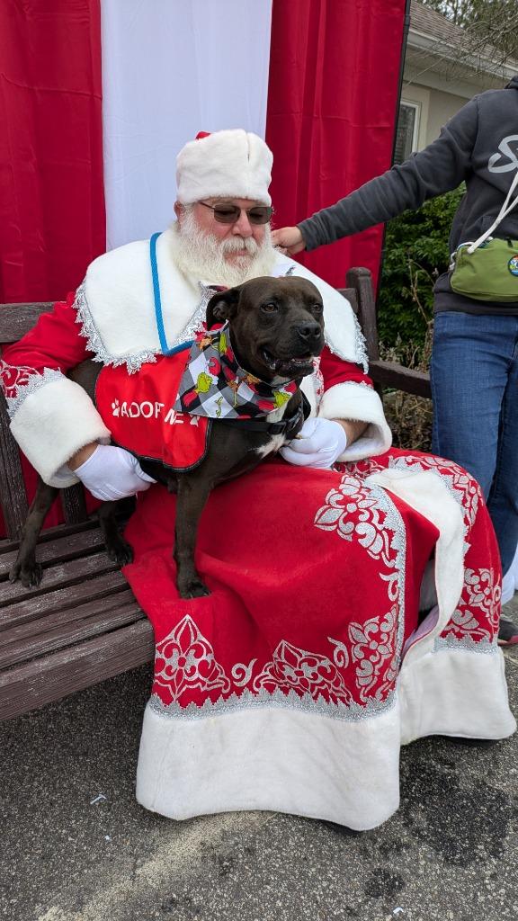 Enlarge Penny, a Adoptable mixed breed in Danielsville, GA image 6/6