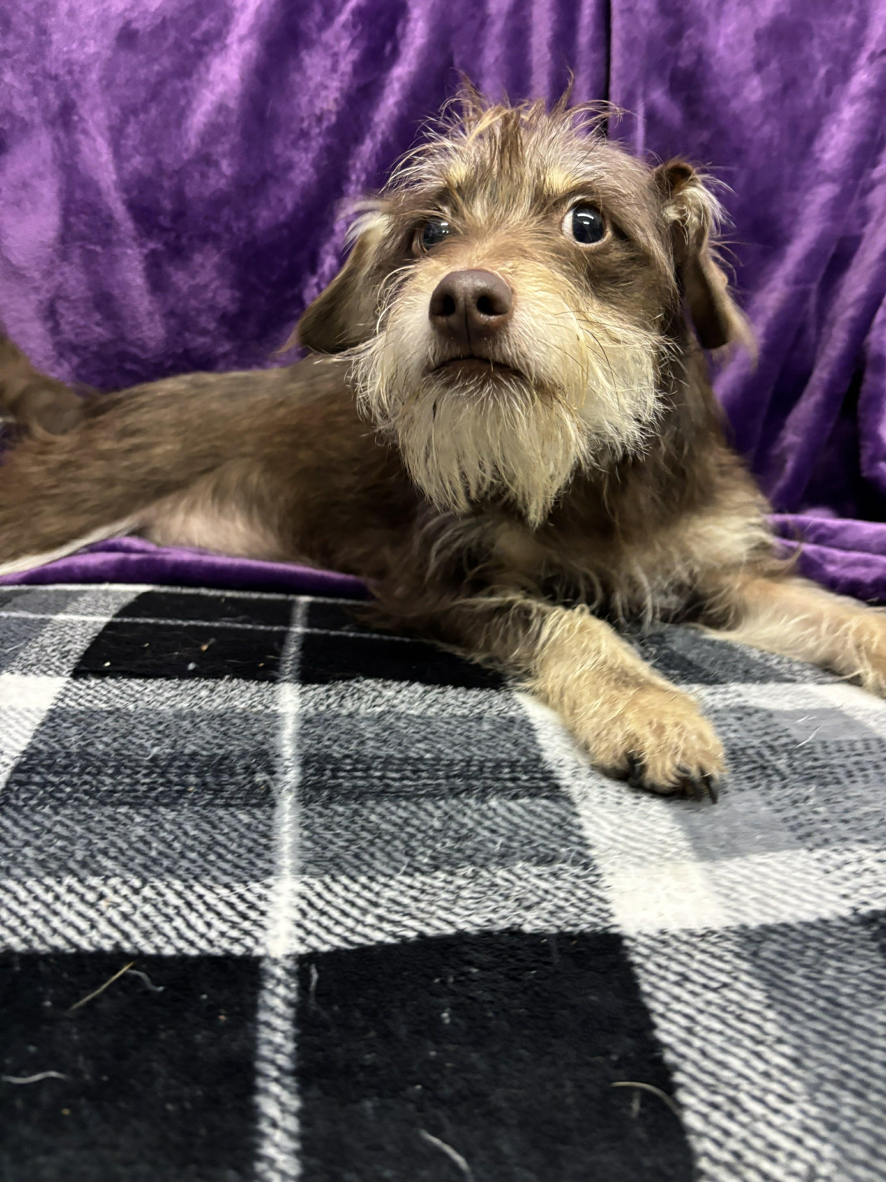 Zeus, ADOPTABLE, Young Male Miniature Schnauzer & Chihuahua.