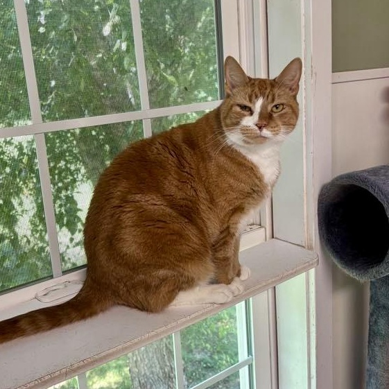 Enlarge Obi, a Adoptable Domestic Short Hair in Queenstown, MD image 3/6