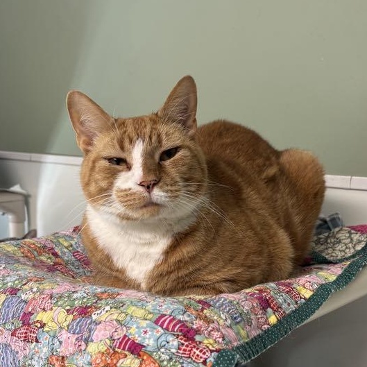 Obi, Adoptable, Adult Male Domestic Short Hair.