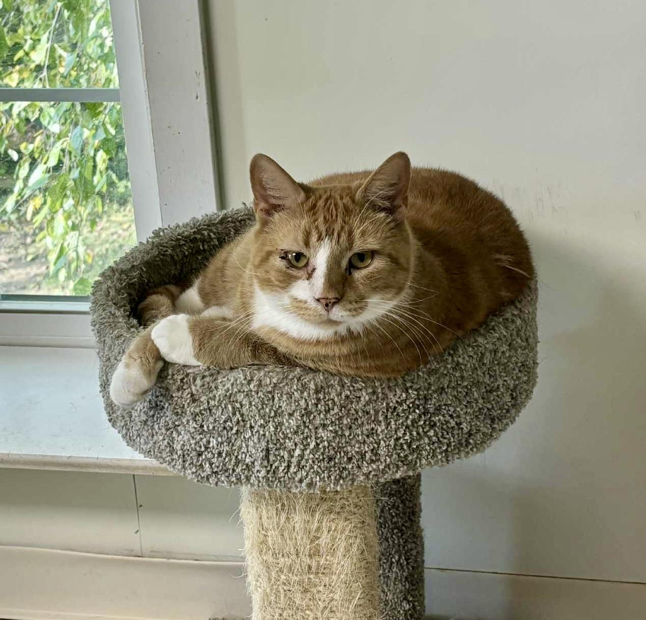 Enlarge Obi, a Adoptable Domestic Short Hair in Queenstown, MD image 2/6