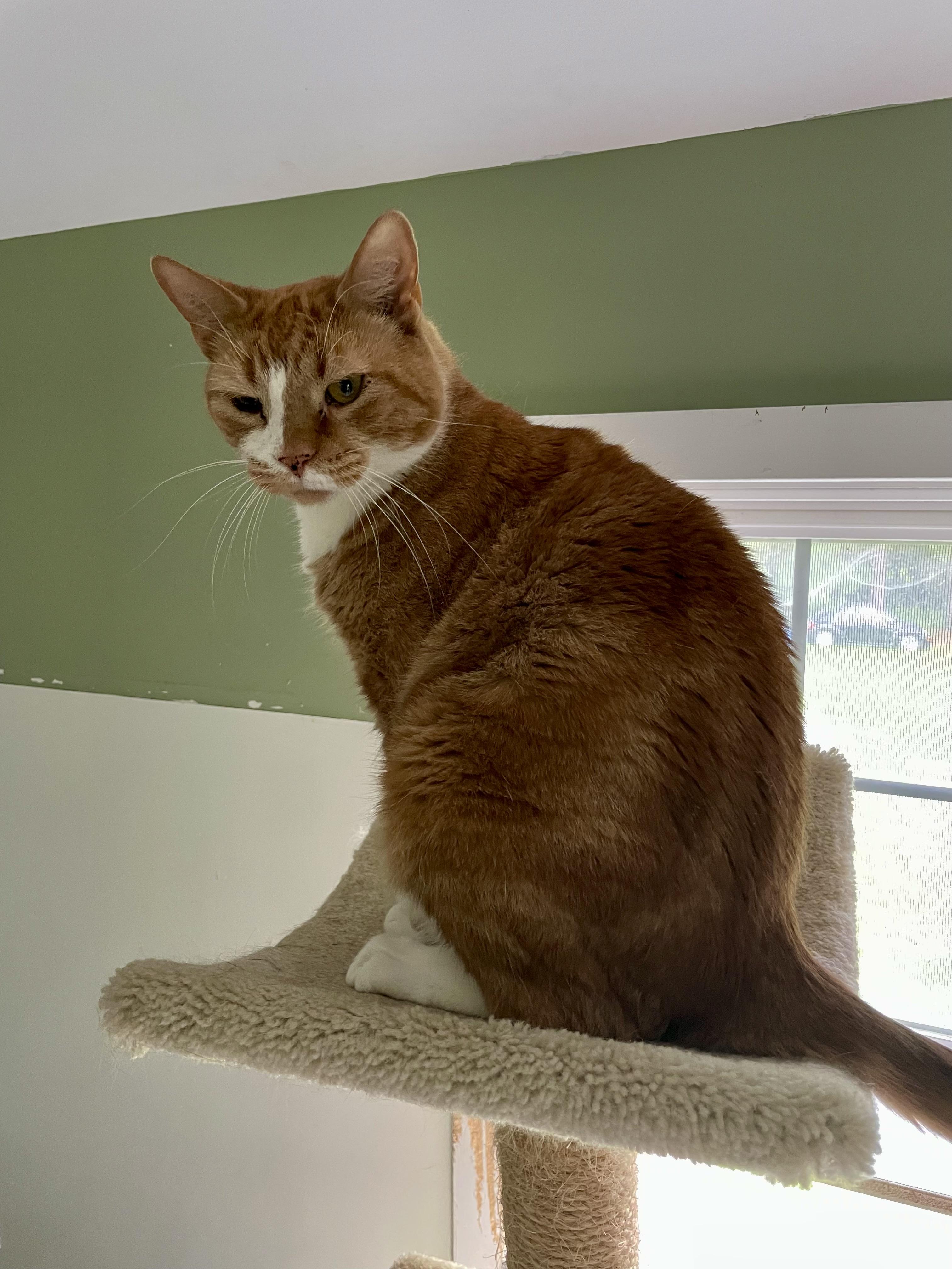 Enlarge Obi, a Adoptable Domestic Short Hair in Queenstown, MD image 5/6