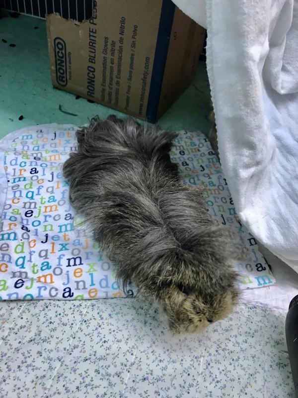 Enlarge Wiggy (bonded With Zoey), a Adoptable mixed breed in Sechelt, BC image 3/6