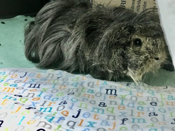 Enlarge Wiggy (bonded With Zoey), a Adoptable mixed breed in Sechelt, BC image 3/4