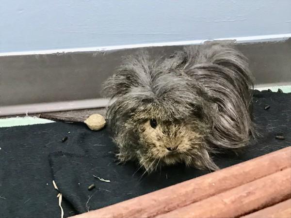 Enlarge Wiggy (bonded With Zoey), a Adoptable mixed breed in Sechelt, BC image 4/4