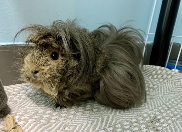 Enlarge Wiggy (bonded With Zoey), a Adoptable mixed breed in Sechelt, BC image 6/6