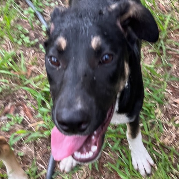 Enlarge Princess, a Adoptable mixed breed in Magnolia, TX image 1/1