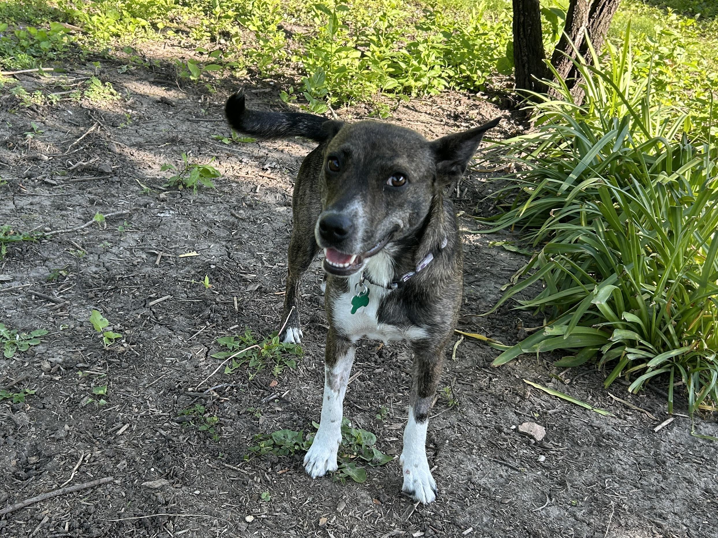 Pipsqueak, adopted, Adult Female Whippet.