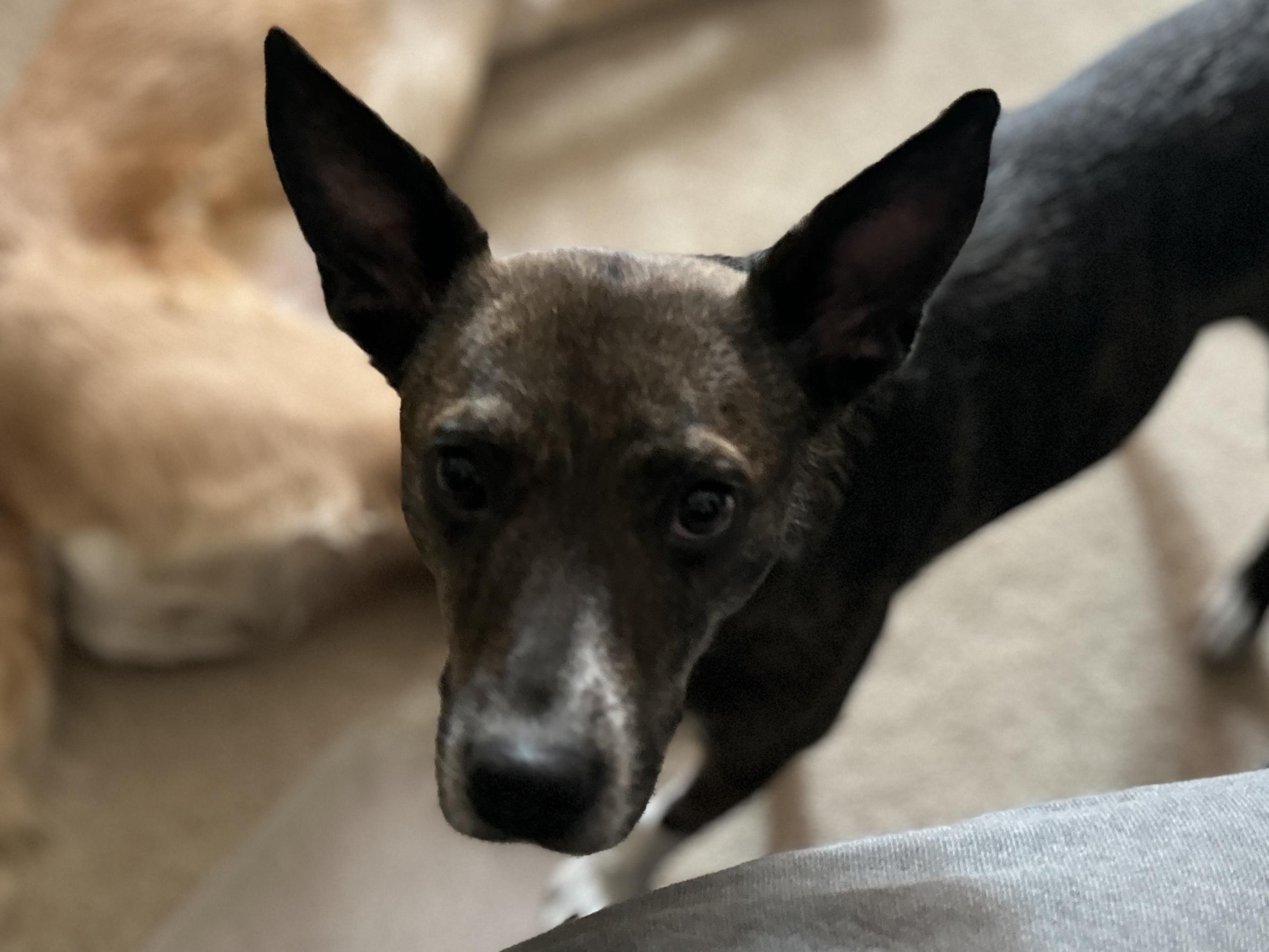 Pipsqueak, an adopted mixed breed in Aurora, IL image 3/5