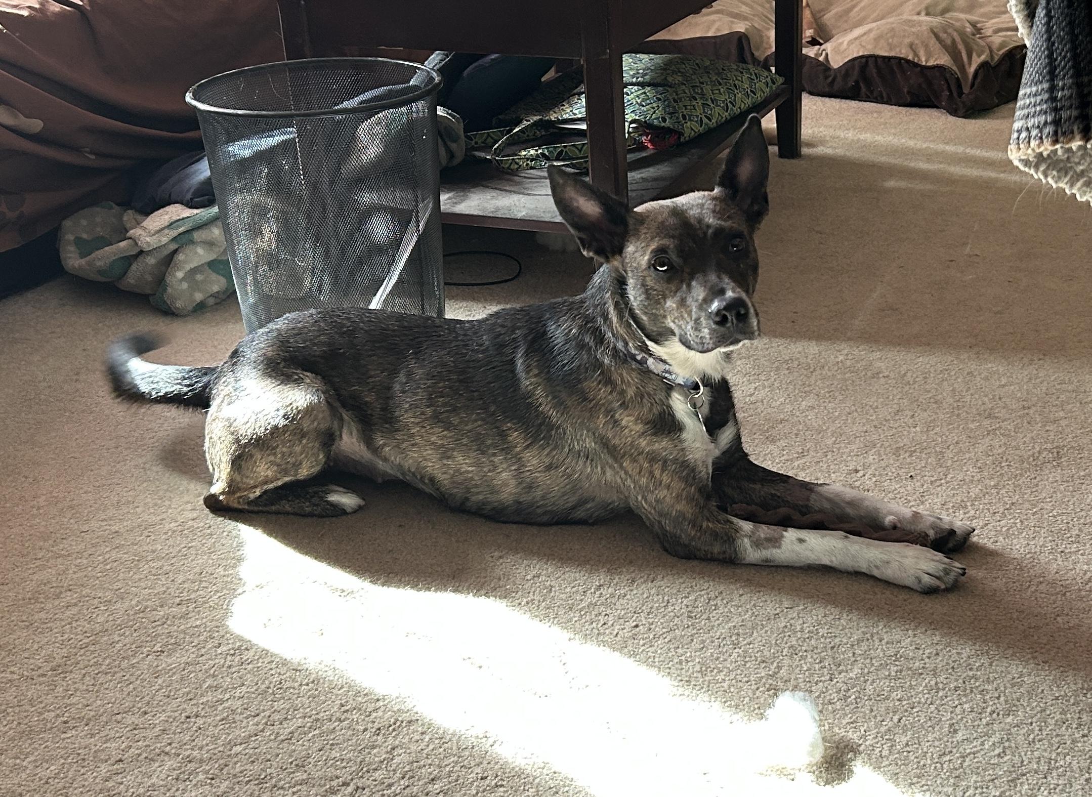 Pipsqueak, an adopted mixed breed in Aurora, IL image 5/5