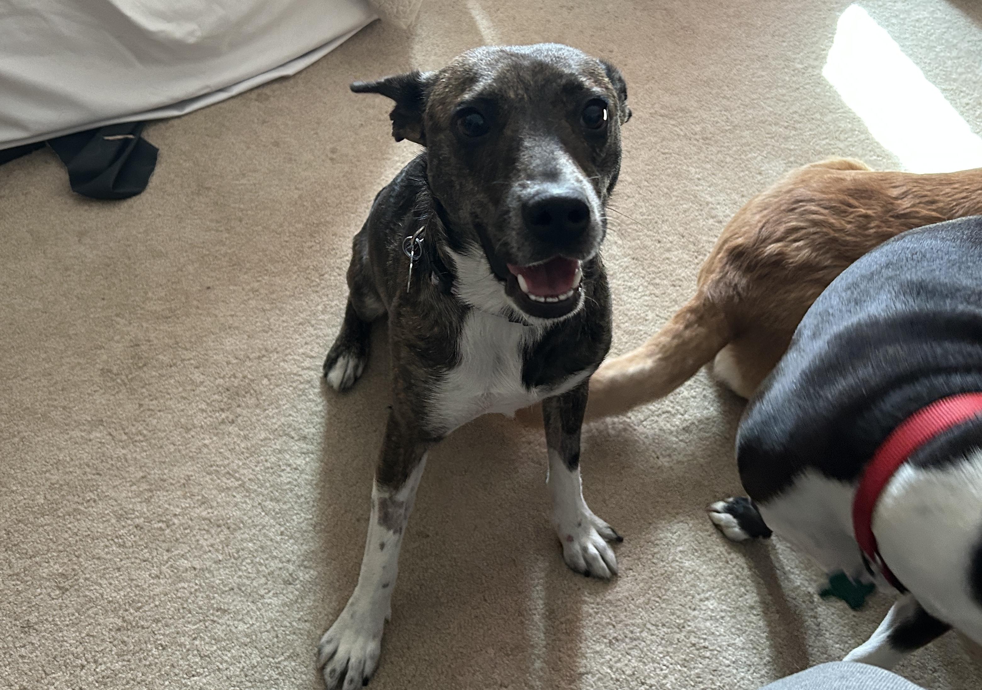 Pipsqueak, an adopted mixed breed in Aurora, IL image 2/5