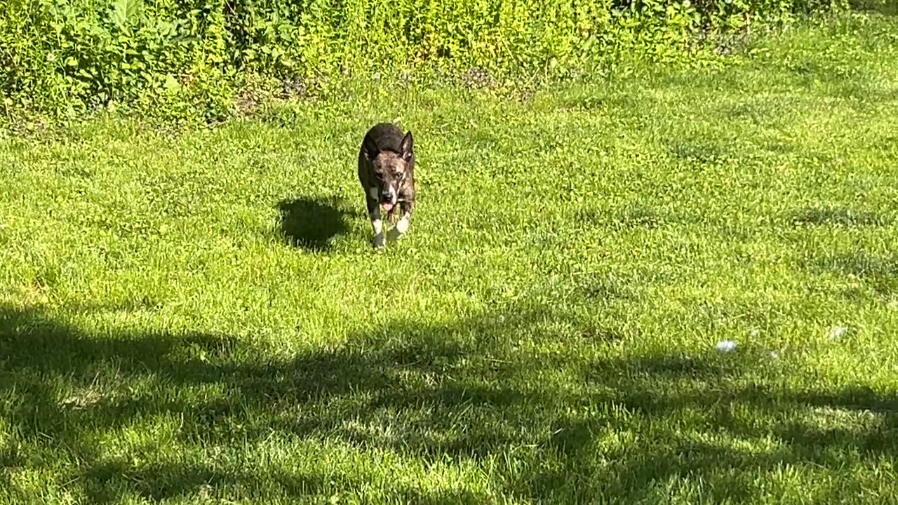 Enlarge Pipsqueak, an adopted mixed breed in Aurora, IL video 4/5