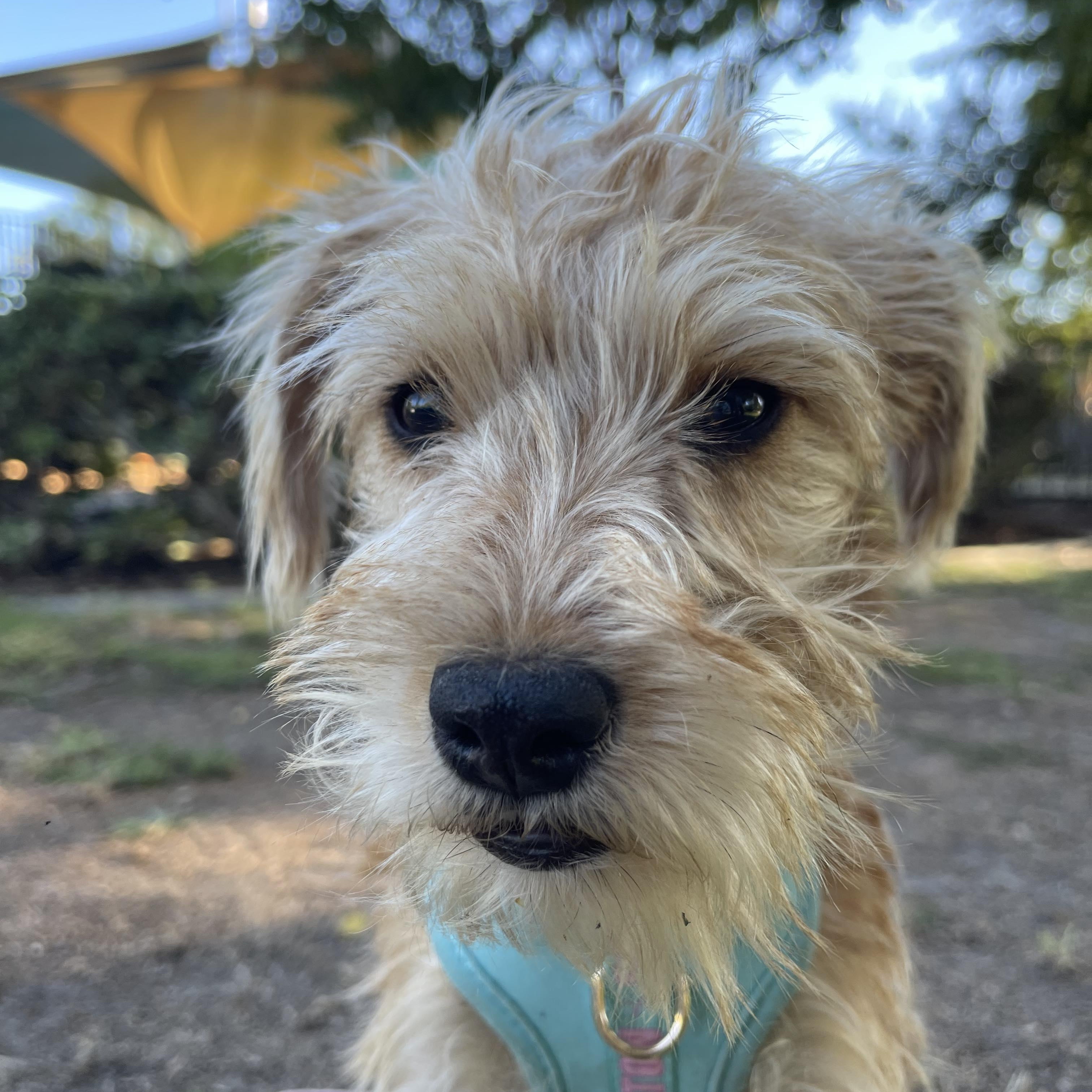 DARLING, an adoptable Schnoodle, Terrier in san diego, CA, 92101 | Photo Image 3