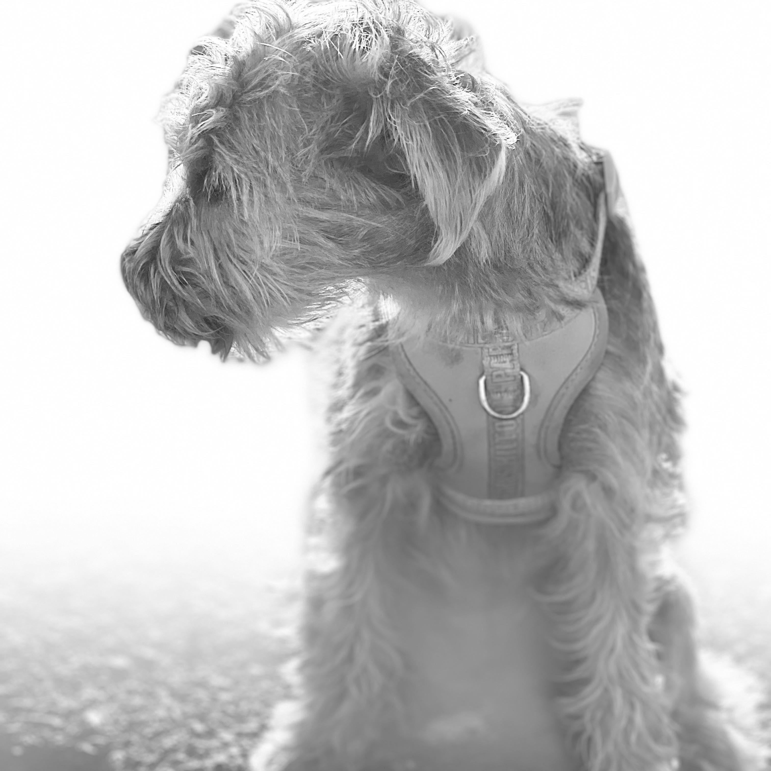 DARLING, an adoptable Schnoodle, Terrier in san diego, CA, 92101 | Photo Image 6