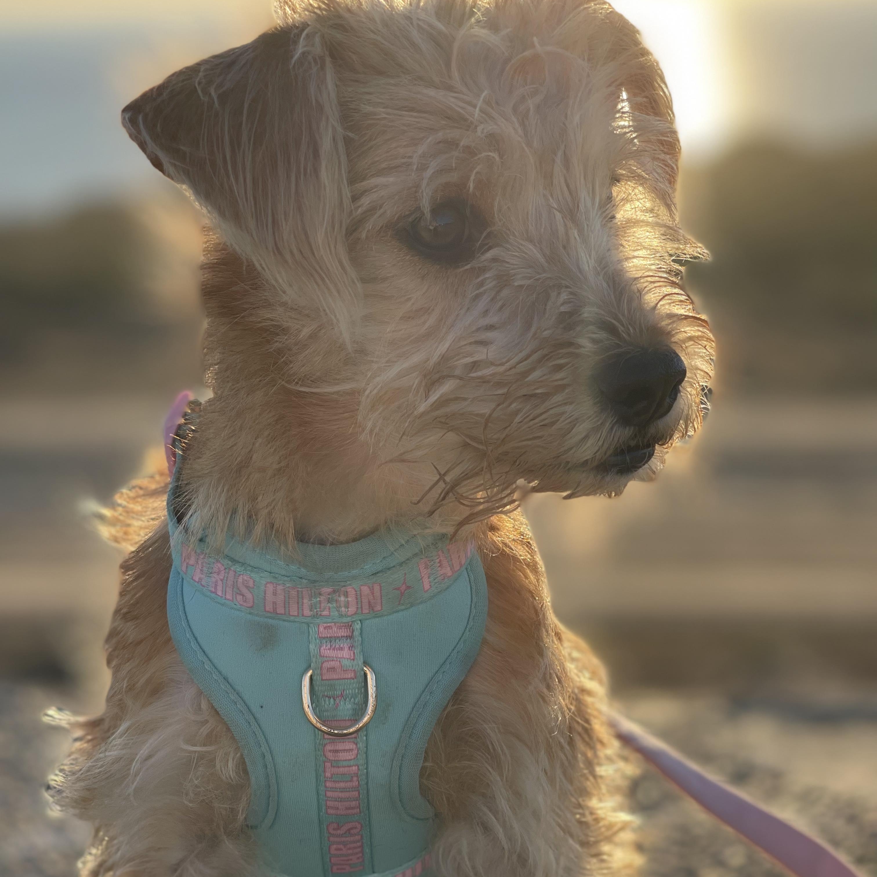 DARLING, an adoptable Schnoodle, Terrier in san diego, CA, 92101 | Photo Image 5