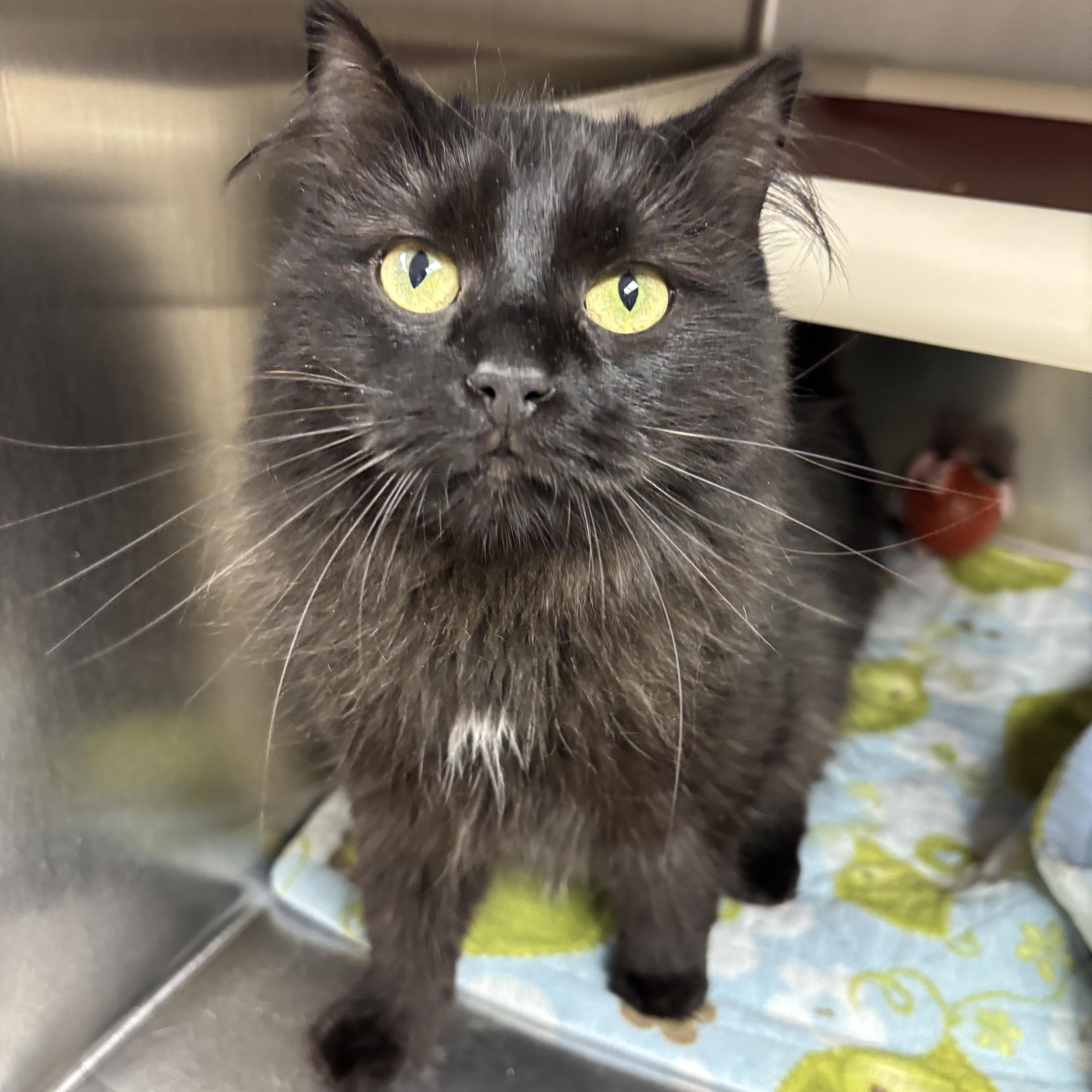 Joyce, Adoptable, Adult Female Domestic Medium Hair.