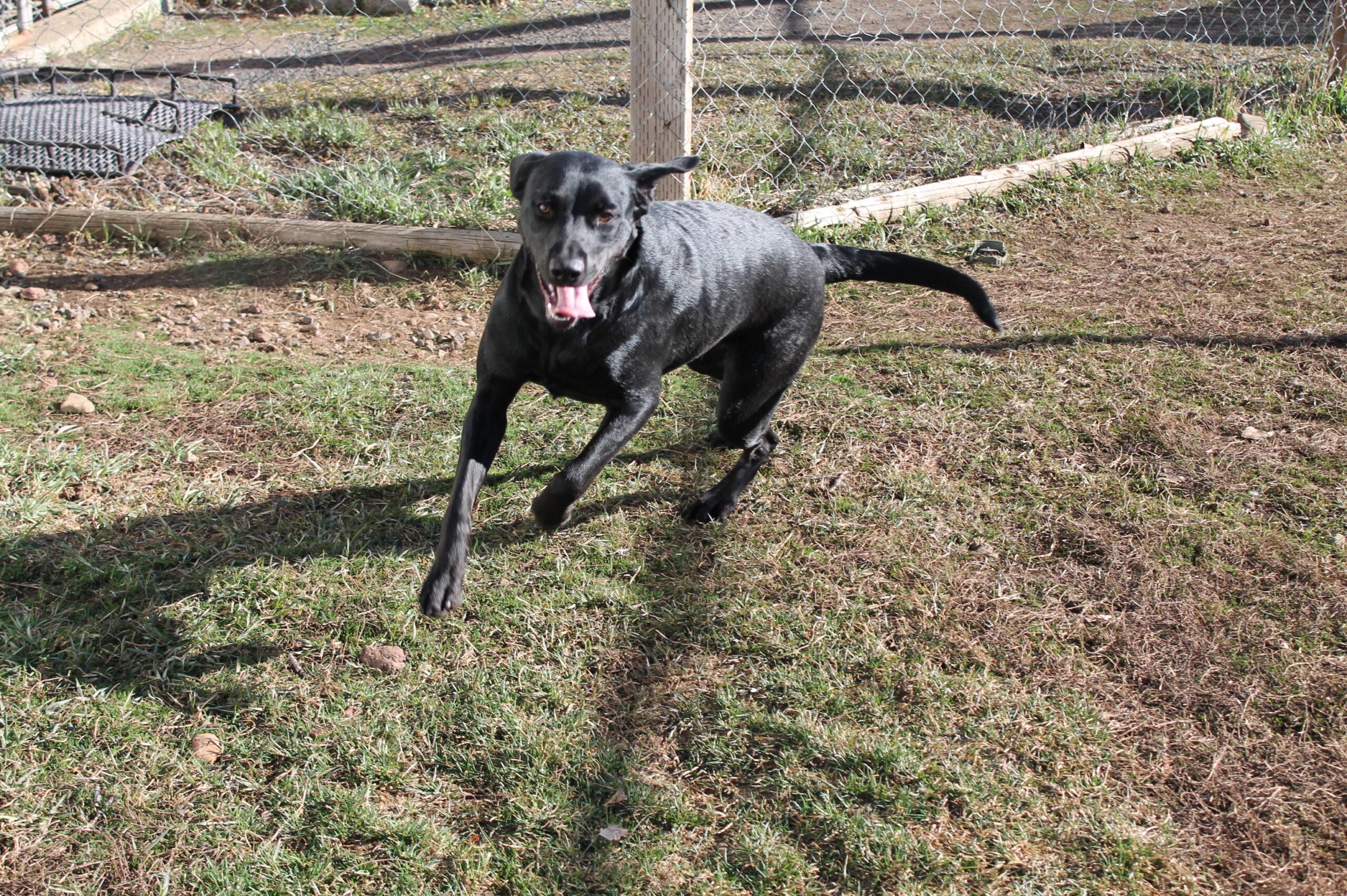 Rosie, adopted, Adult Female Mixed Breed.