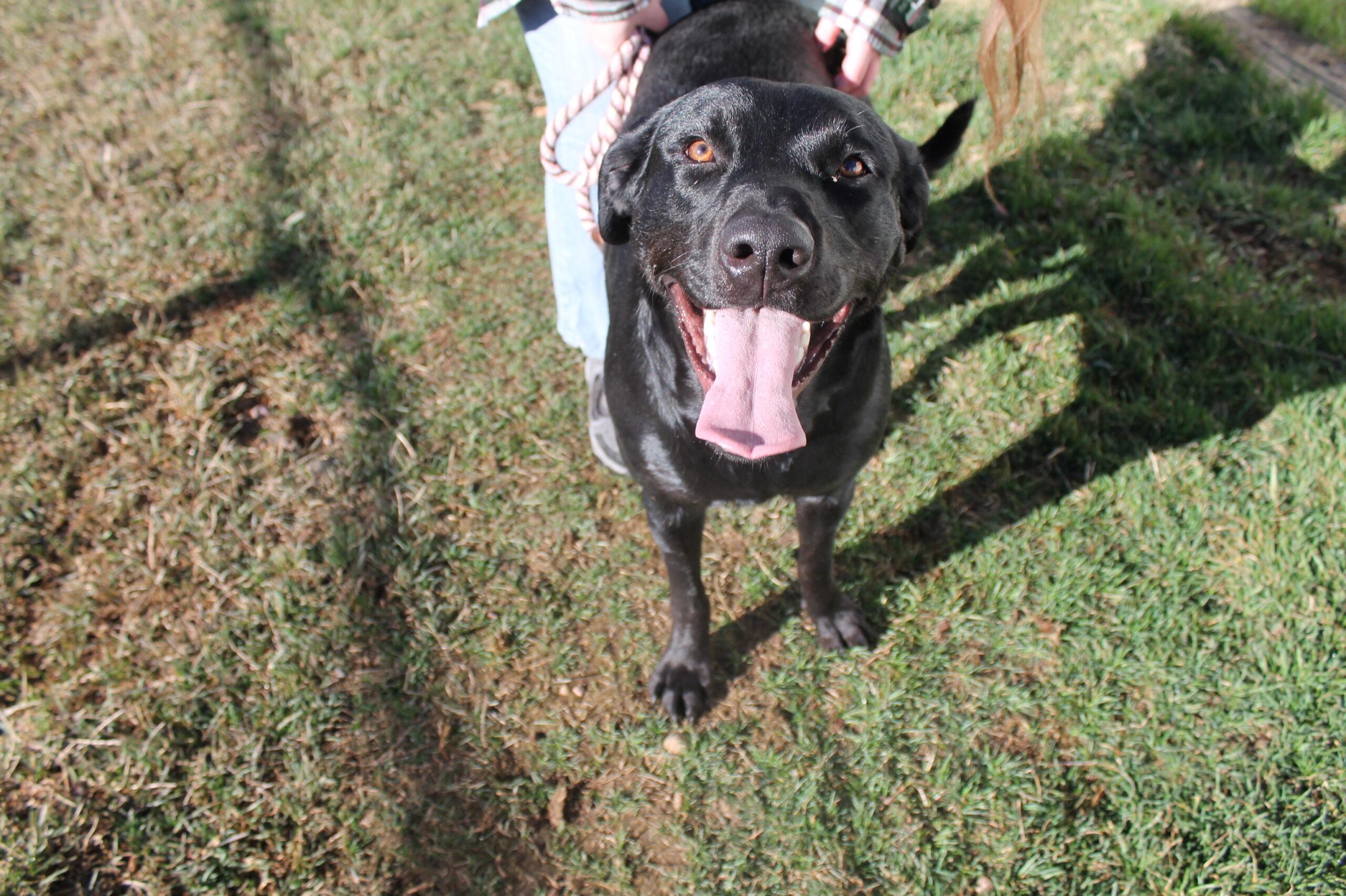 Enlarge Rosie, an adopted mixed breed in McCall, ID image 2/2