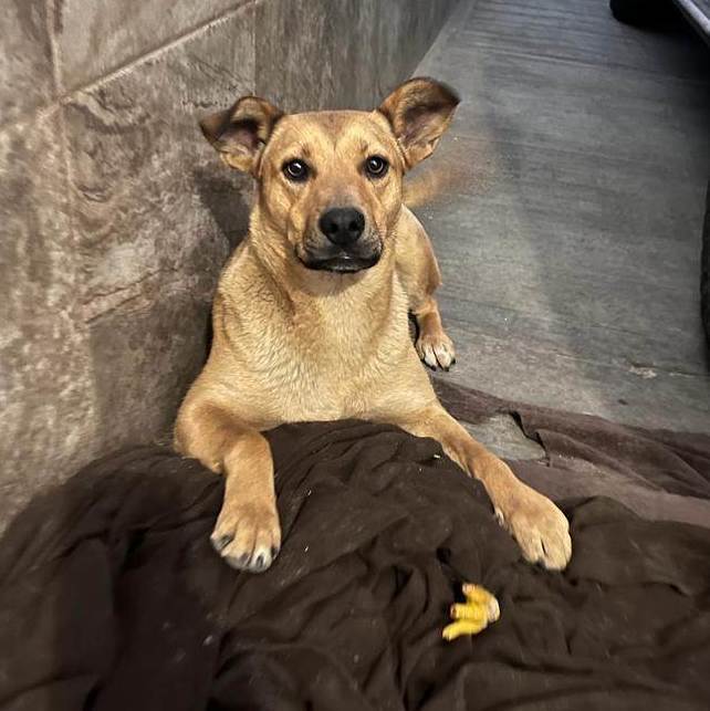 Wendy, a Adoptable Shepherd in Nogales , AZ image 2/6