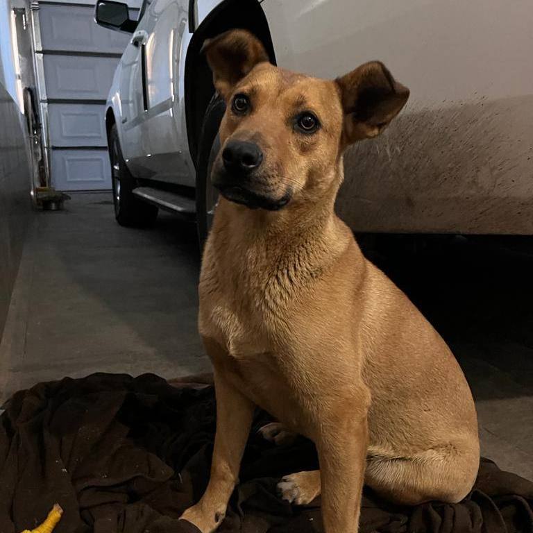 Wendy, a Adoptable Shepherd in Nogales , AZ image 4/6