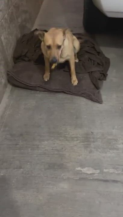 Enlarge Wendy, a Adoptable Shepherd in Nogales , AZ video 5/6