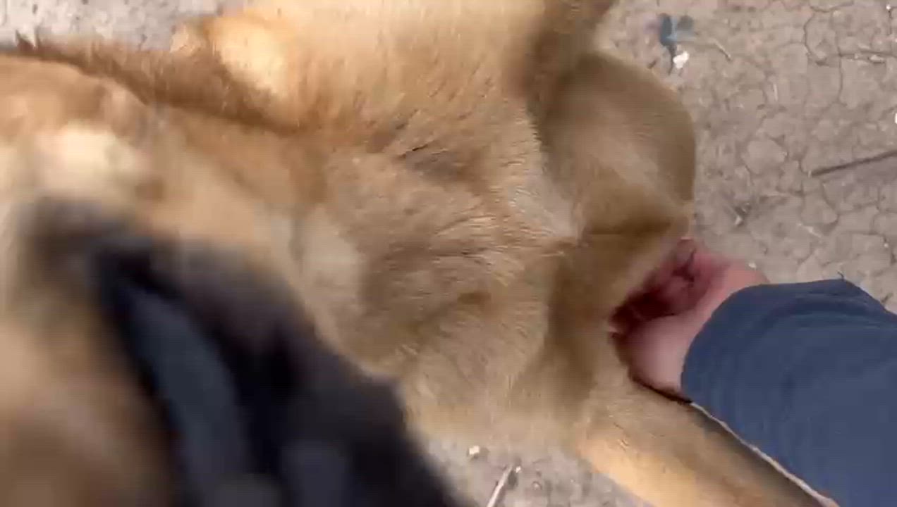 Enlarge Wendy, a Adoptable Shepherd in Nogales , AZ video 6/6