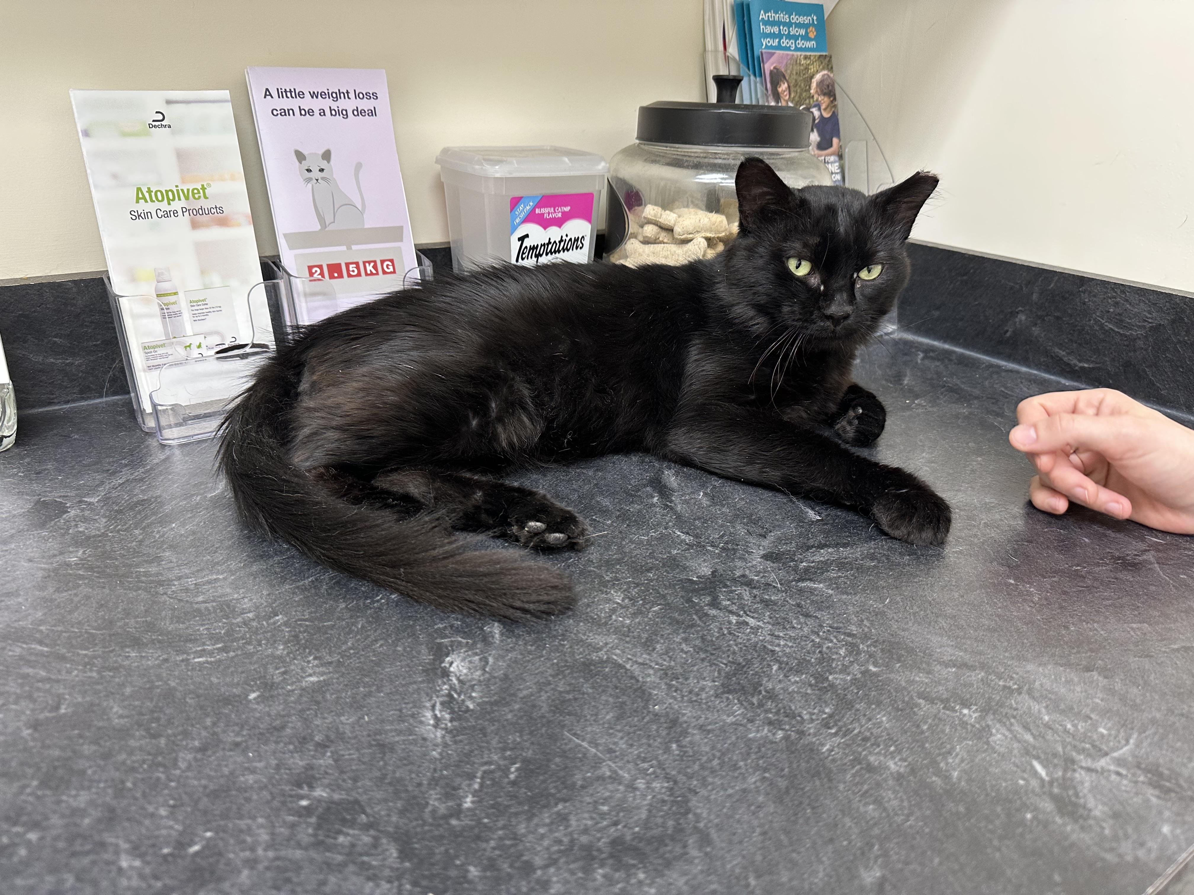 Enlarge Romeo, an adopted Domestic Medium Hair in Midlothian, VA image 1/3