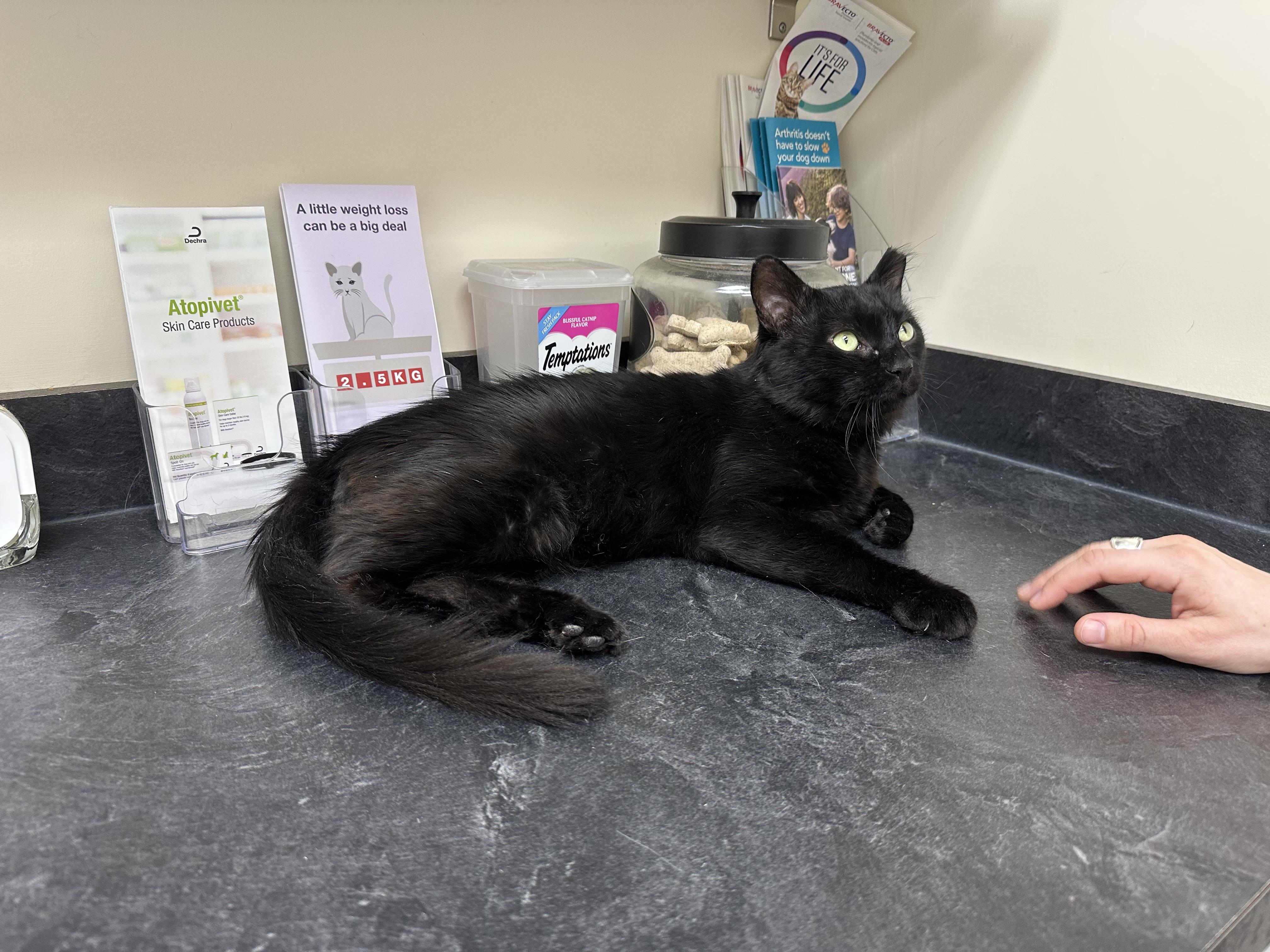 Enlarge Romeo, an adopted Domestic Medium Hair in Midlothian, VA image 2/3