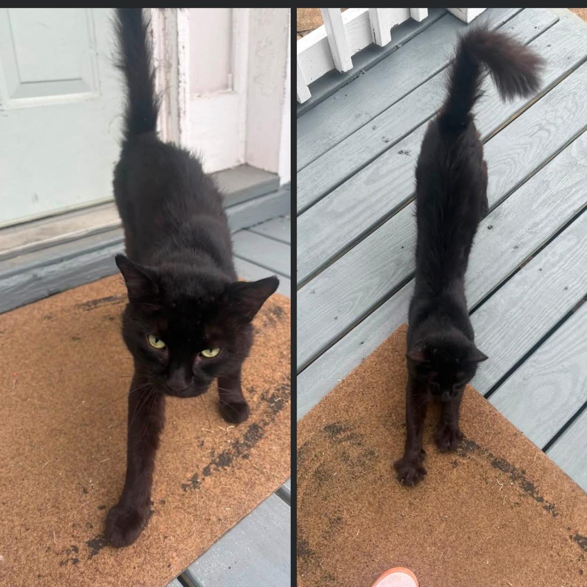 Enlarge Romeo, an adopted Domestic Medium Hair in Midlothian, VA image 3/3
