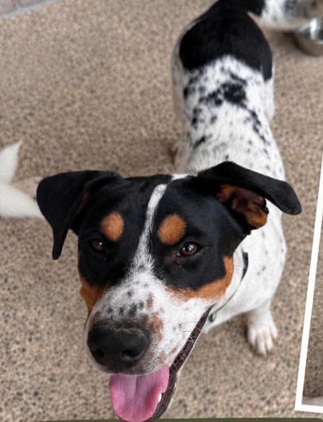 Enlarge Ranger, a Adopted mixed breed in Grand Rapids, MI image 2/2