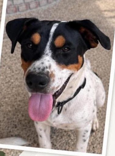 Enlarge Ranger, a Adopted mixed breed in Grand Rapids, MI image 1/2