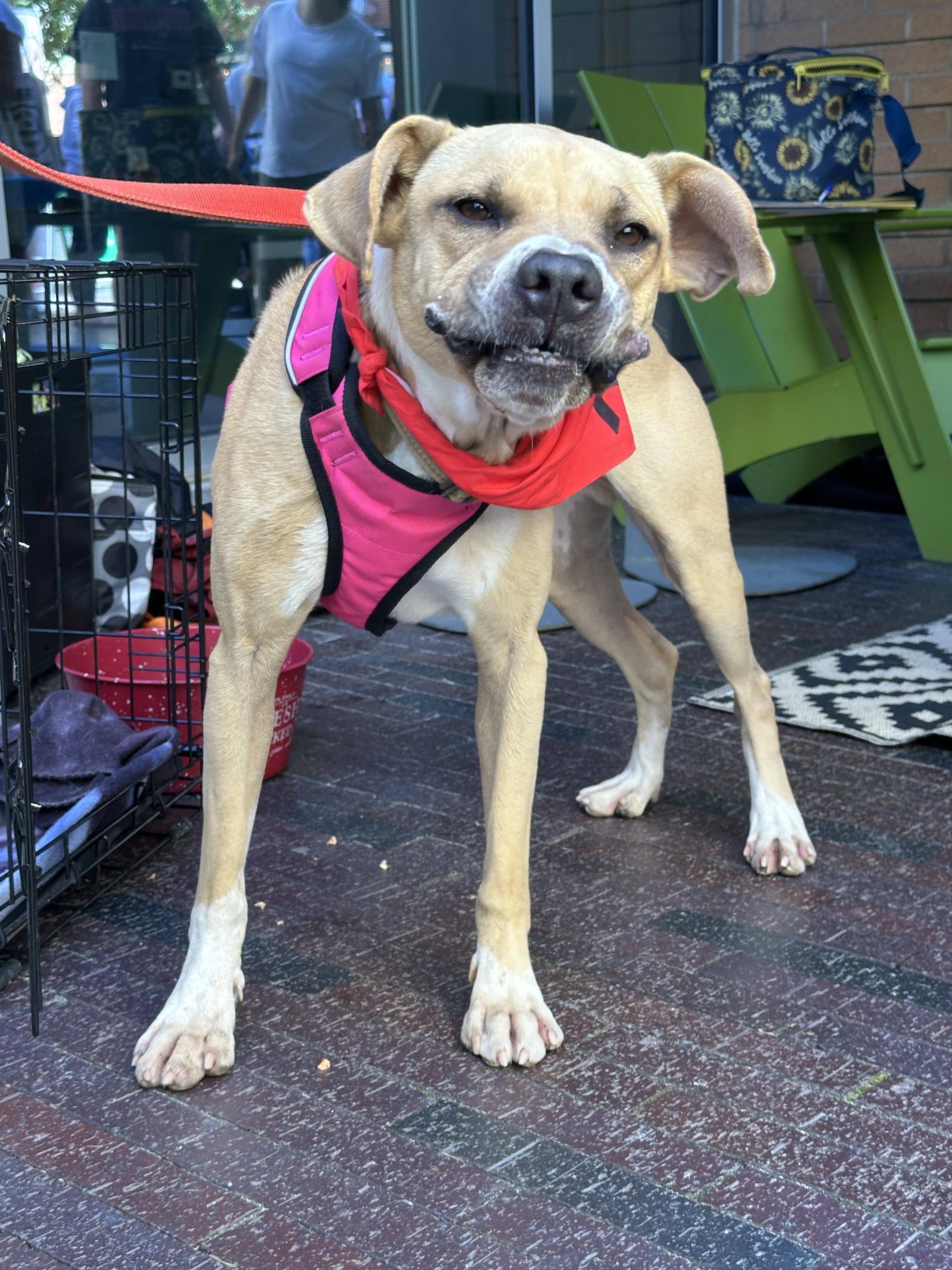 Boze, Adoptable, Adult Male Retriever.