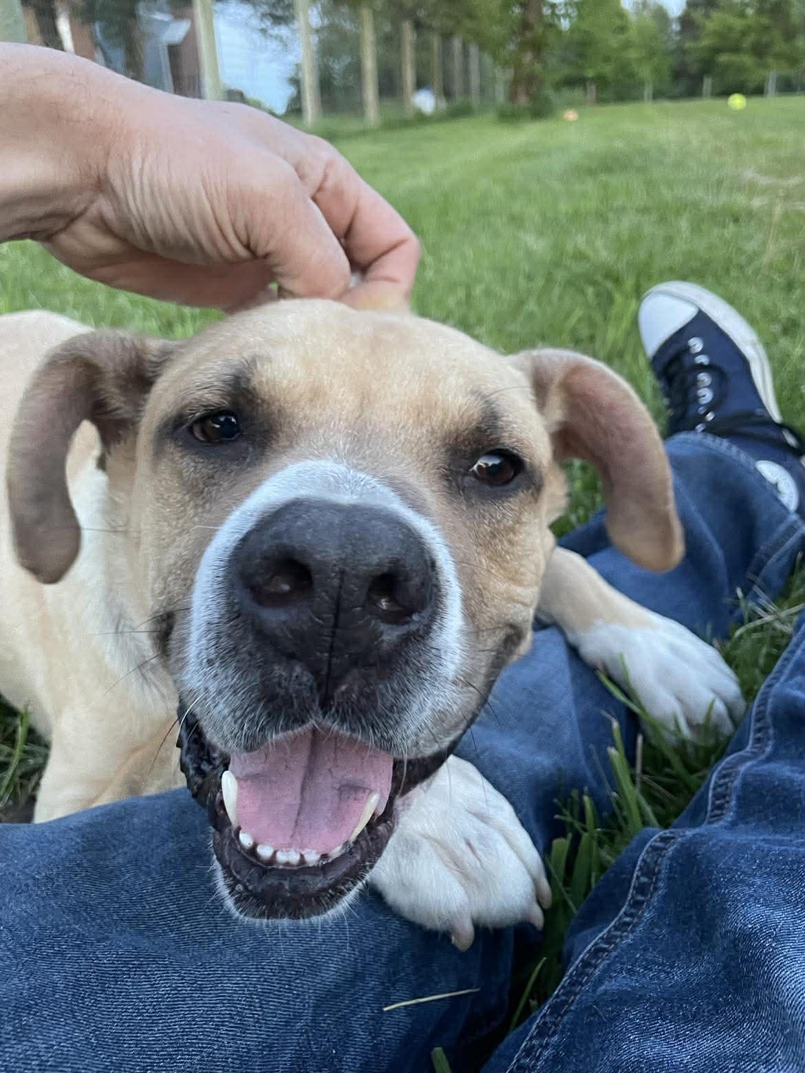 Boze, Adoptable, Adult Male Retriever.