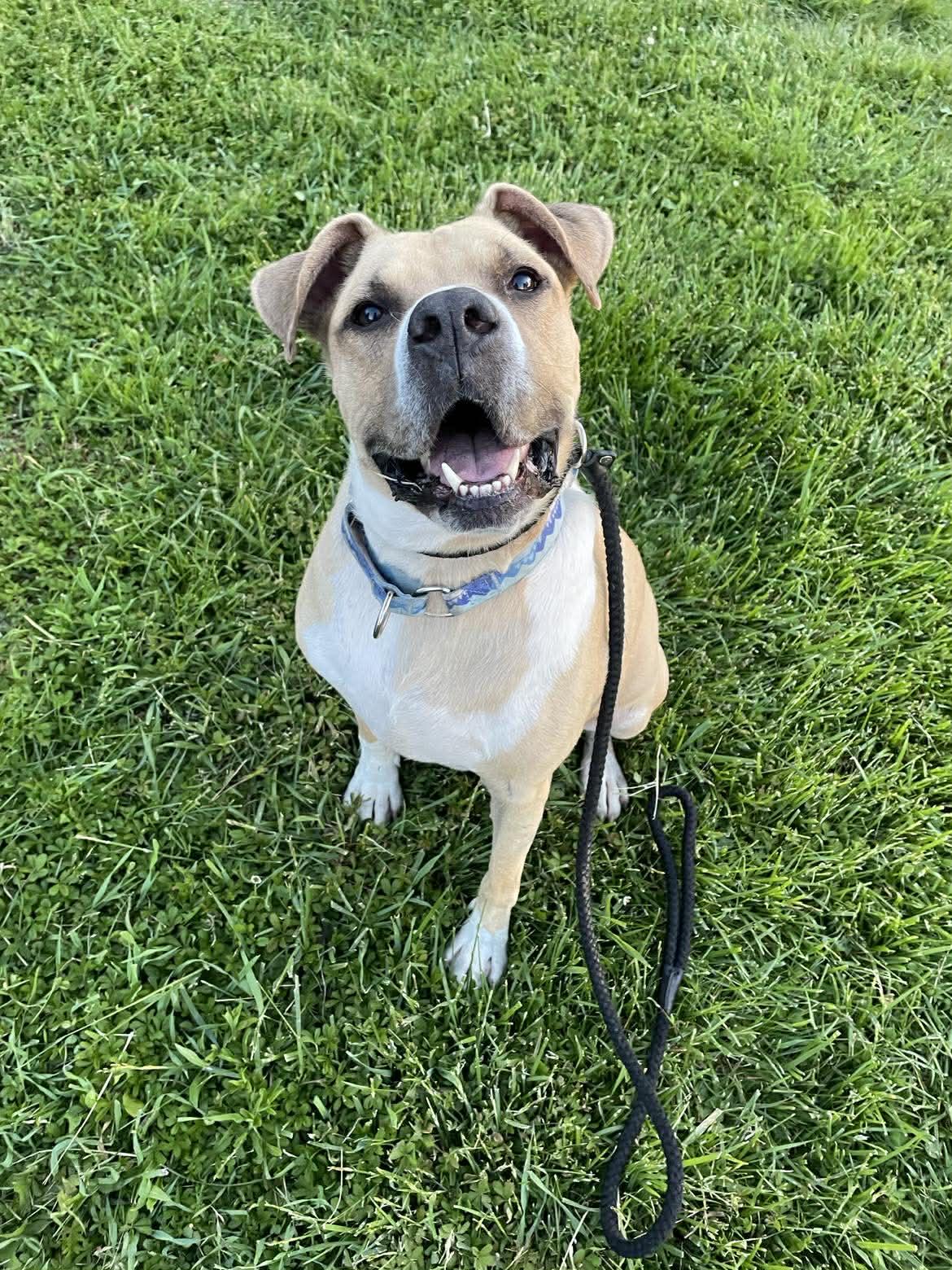 Boze, a Adoptable mixed breed in Plain City, OH image 2/5