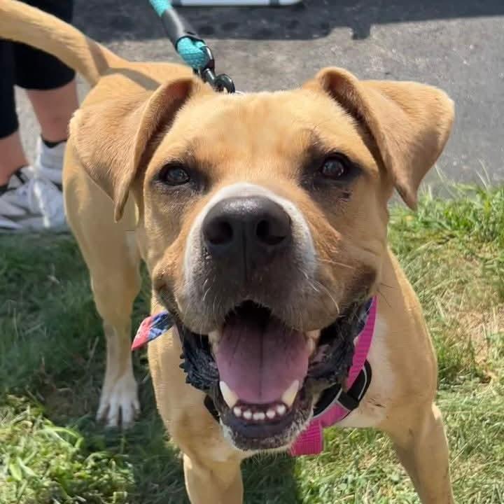 Enlarge Boze, a Adoptable mixed breed in Plain City, OH image 2/5
