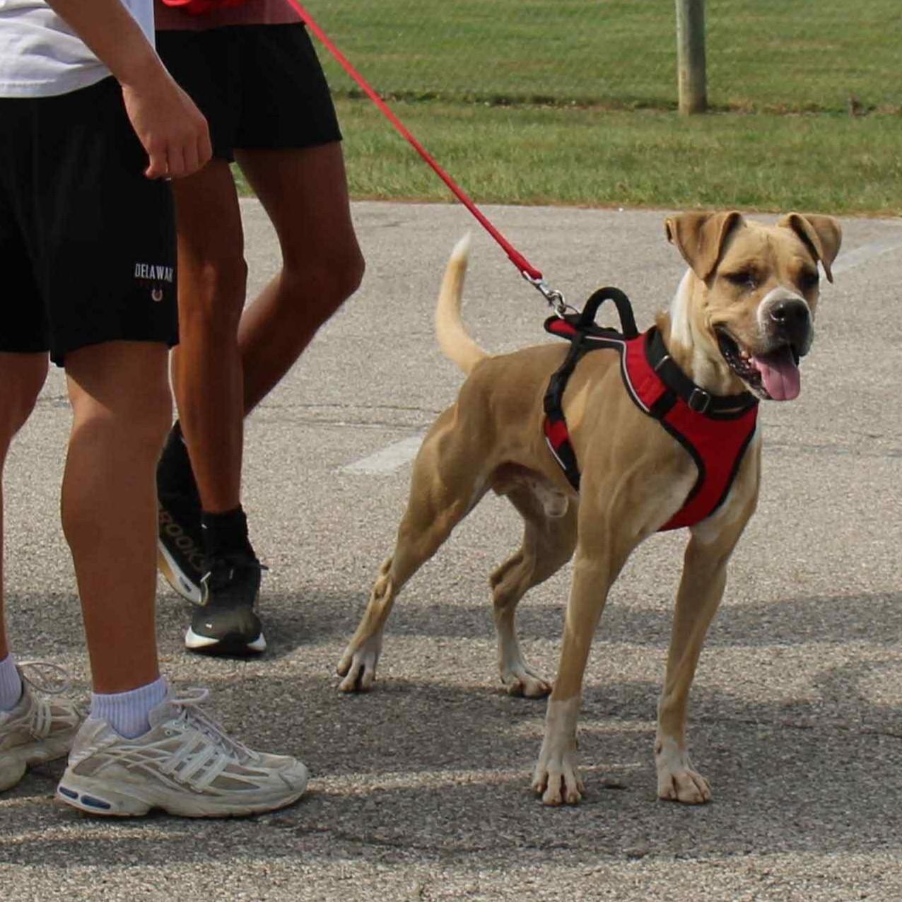 Boze, Adoptable, Adult Male Retriever.