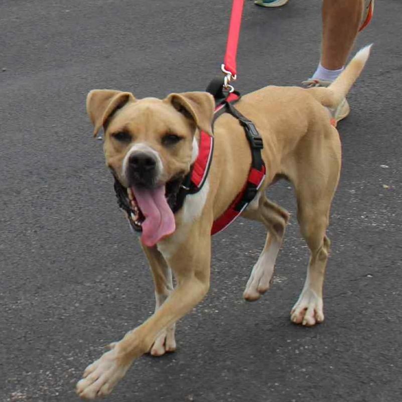 Boze, a Adoptable mixed breed image 2/6