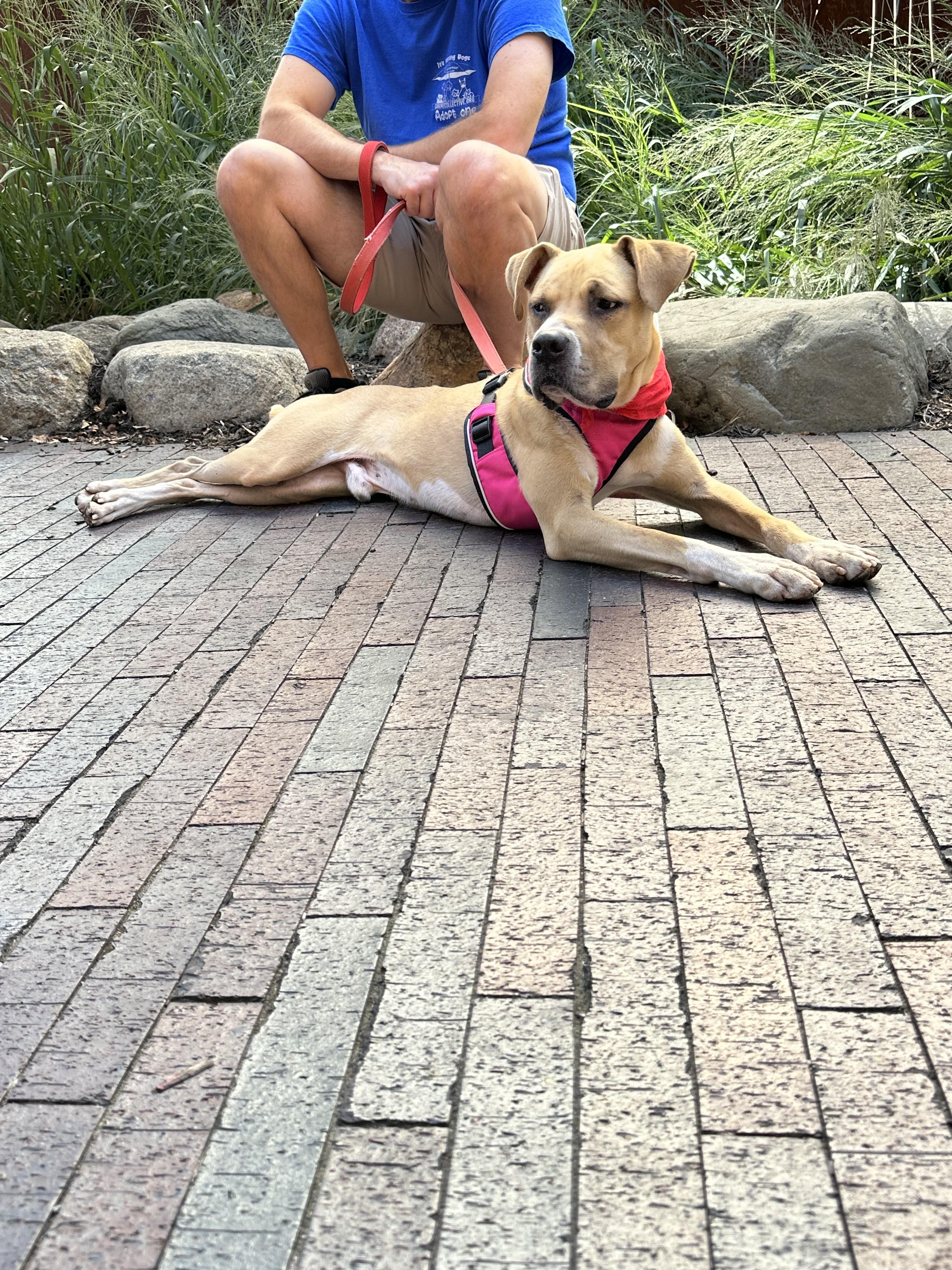 Enlarge Boze, a Adoptable mixed breed in Plain City, OH image 5/5