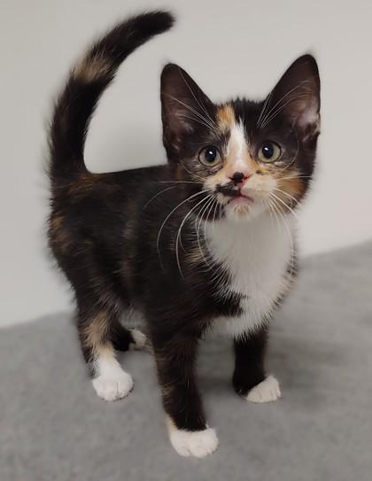 Meadow, Young Female Domestic Short Hair
