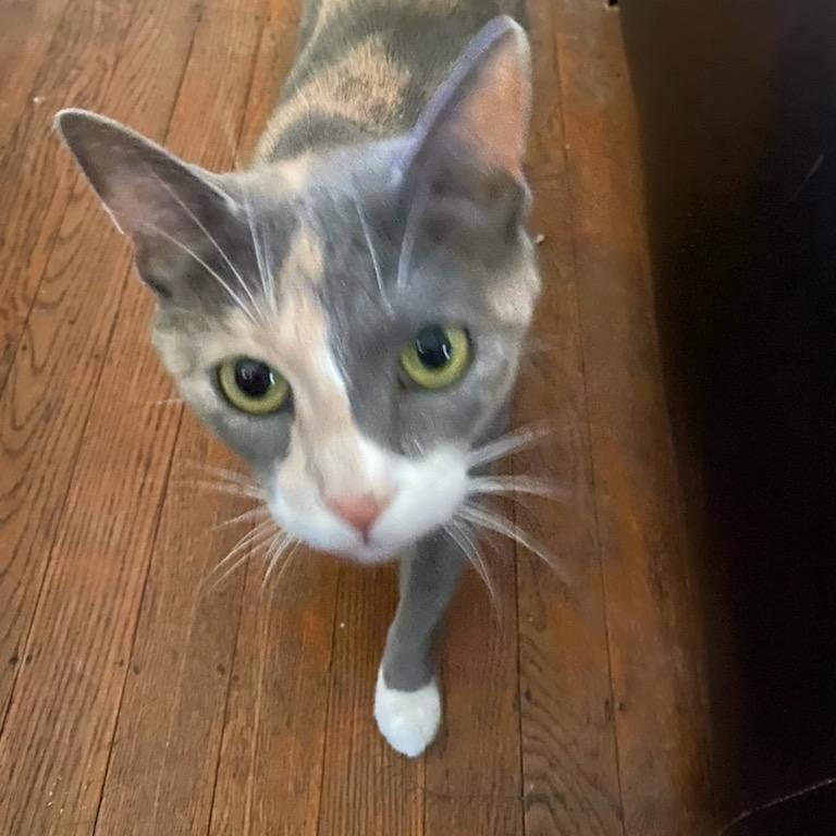 Sparrow, Adoptable, Adult Female American Shorthair.