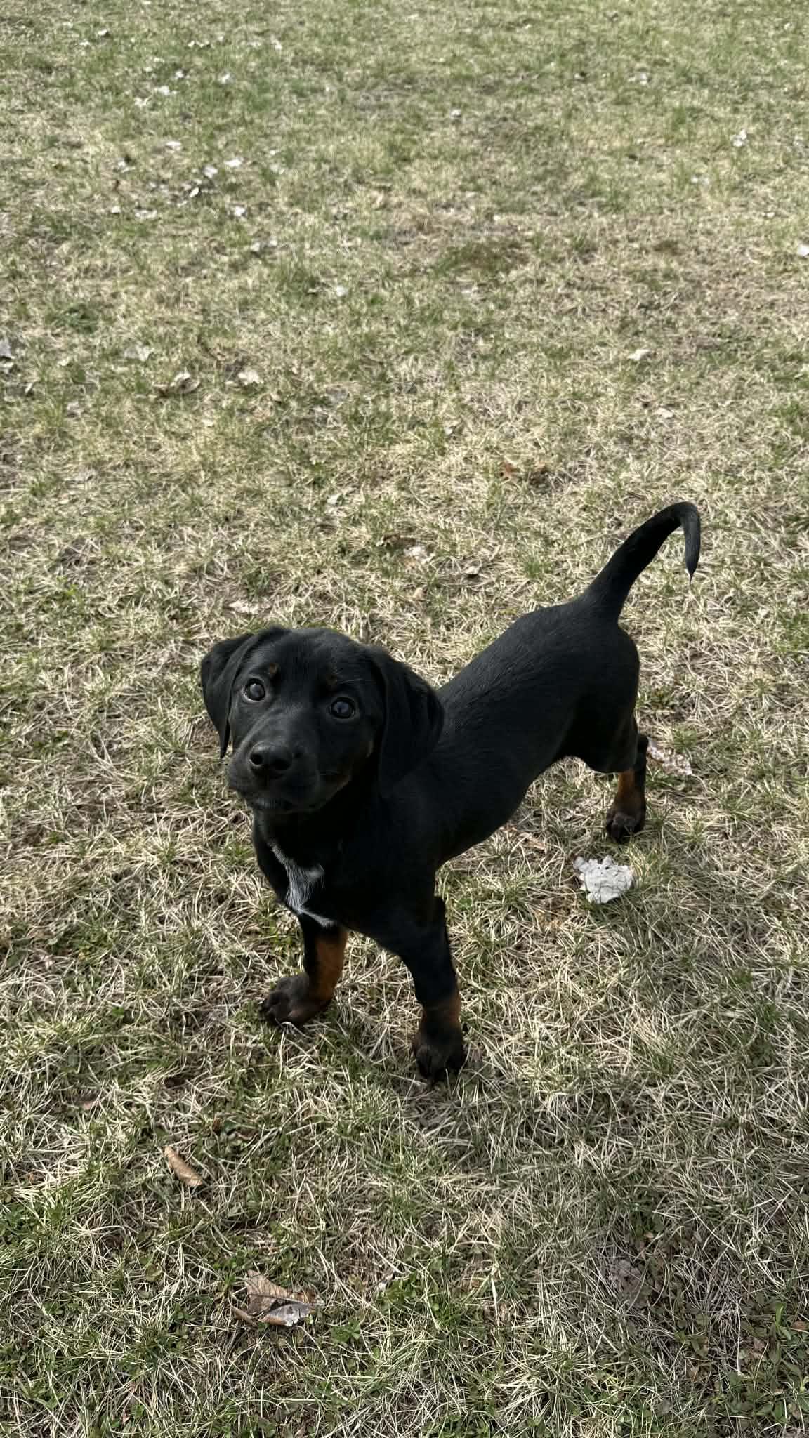 Myra - In Foster, ADOPTABLE, Puppy Female Labrador Retriever & Doberman Pinscher.