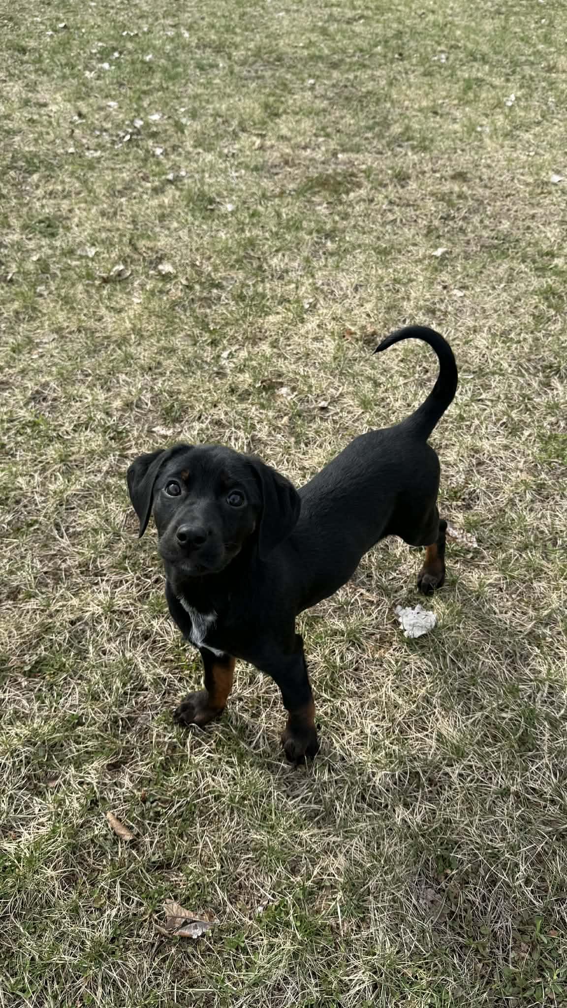 Enlarge Myra - In Foster, a ADOPTABLE mixed breed in Kalamazoo, MI image 3/3