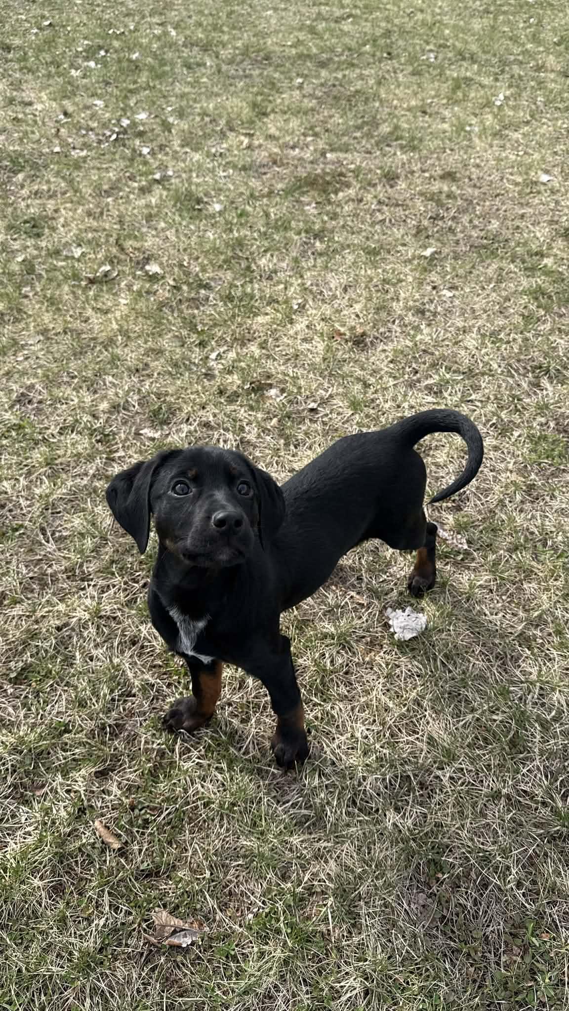 Enlarge Myra - In Foster, a ADOPTABLE mixed breed in Kalamazoo, MI image 2/3