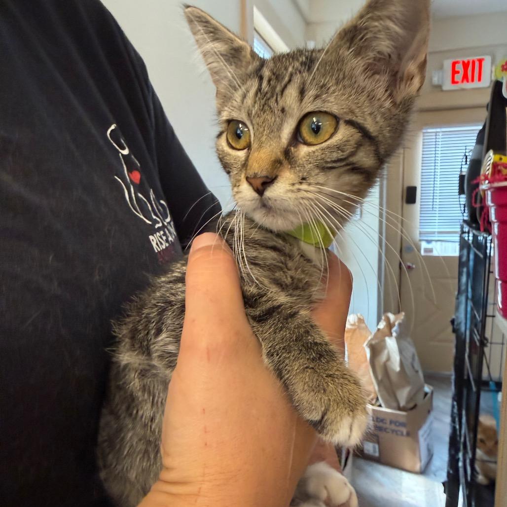 Gaston (Green Collar), Adoptable, Kitten Male Domestic Short Hair.